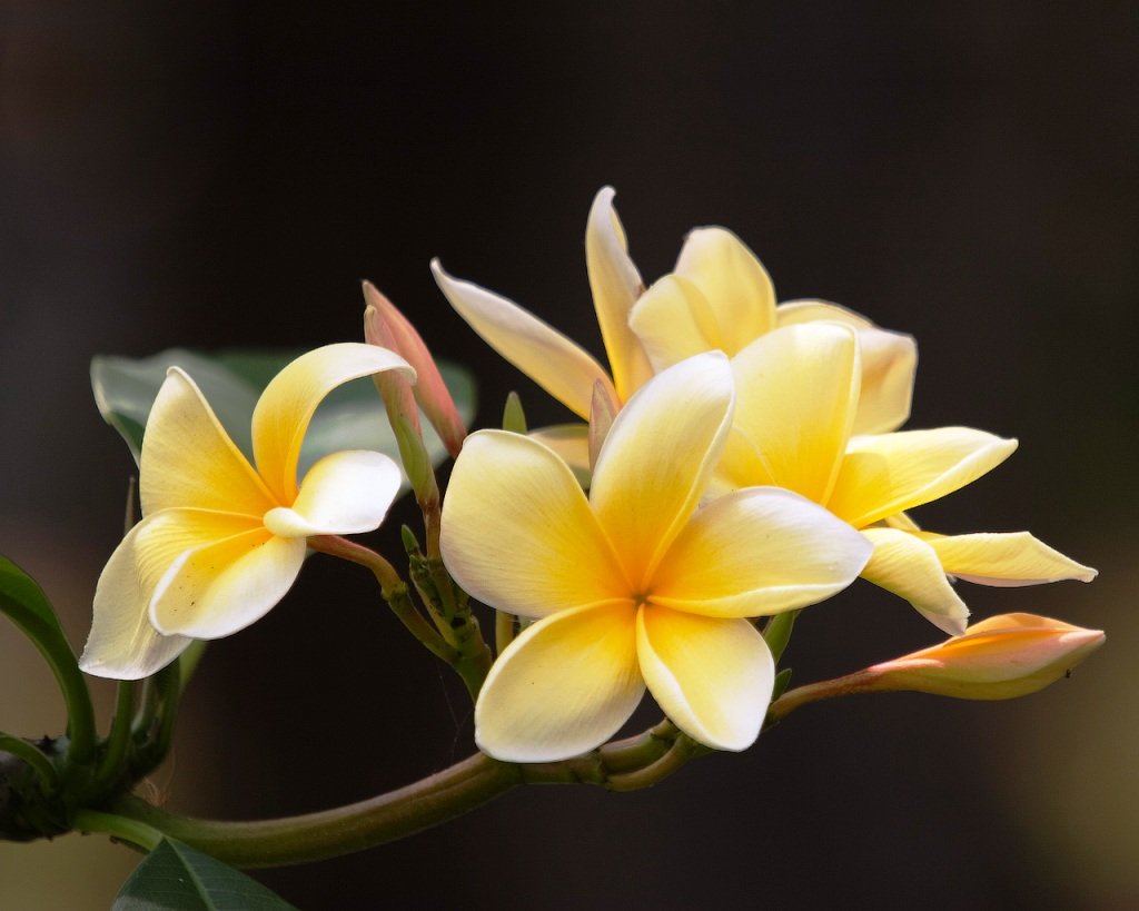 Unduh 500+ Wallpaper Cantik Kuning Terbaru Unduh 500+ Wallpaper Cantik Kuning Terbaru