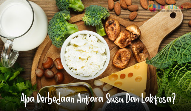 Apa Perbedaan Antara Susu Dan Laktosa?