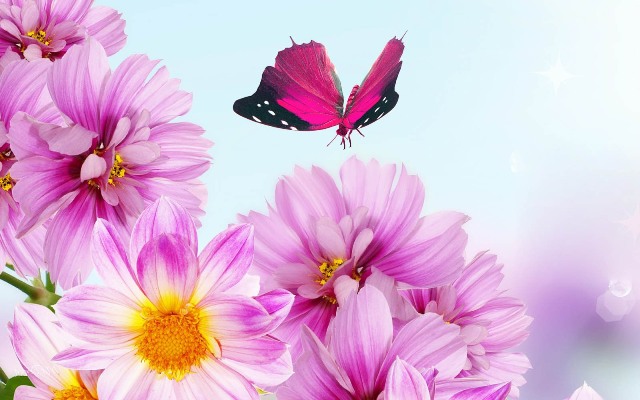 Pictures Of Flowers You Can Eat Pictures Of Flowers You Can Eat
