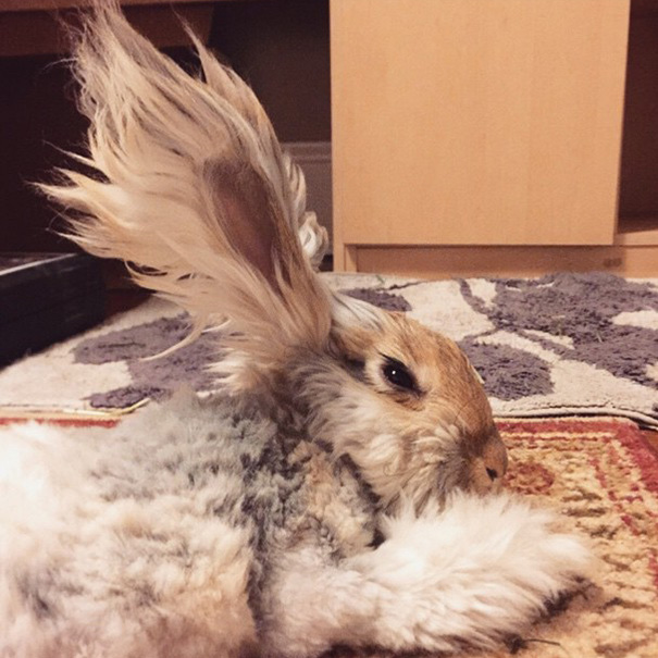 Adorable Pictures Of Wally, The Bunny With The Largest And Cutest Ears We've Ever Seen