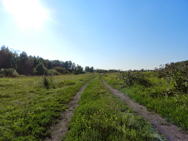 Полевая дорога к Бухаринскому плёсу