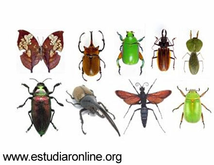 LOS ANIMALES: agosto 2012