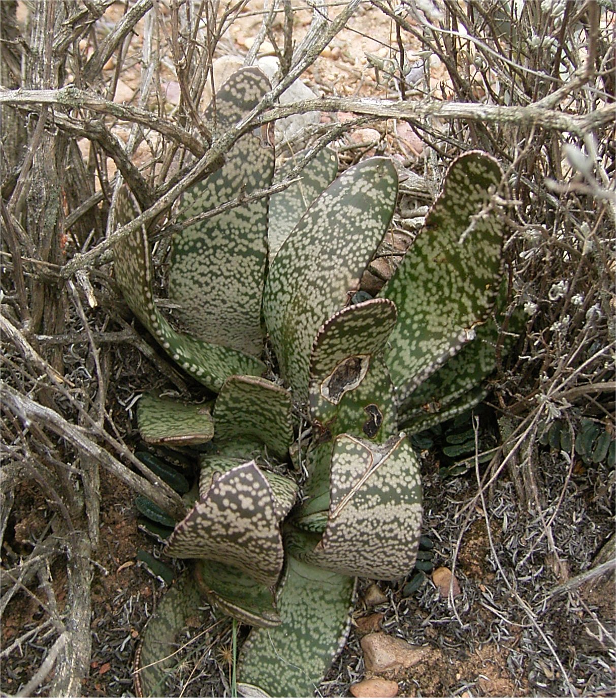 Gasteria brachyphylla var. brachyphylla