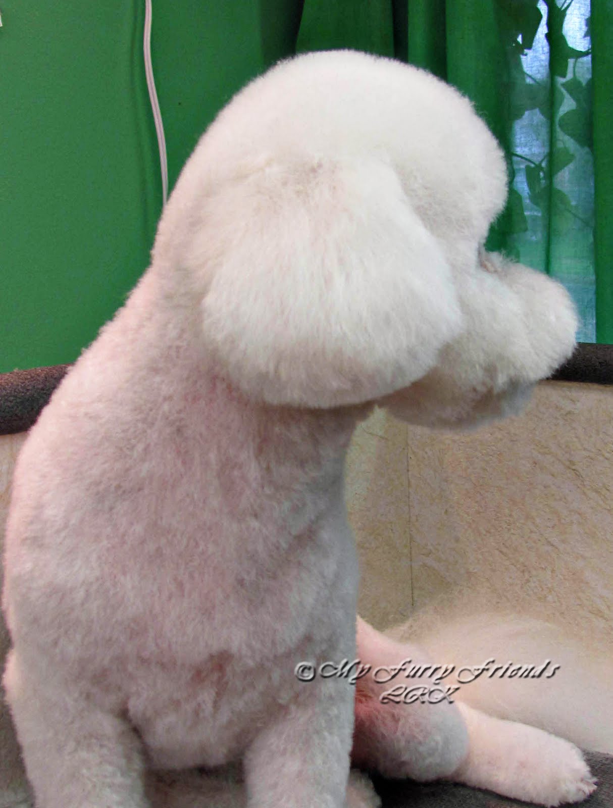 Pet Grooming The Good, The Bad, & The Furry Scissoring Ears to the Leather