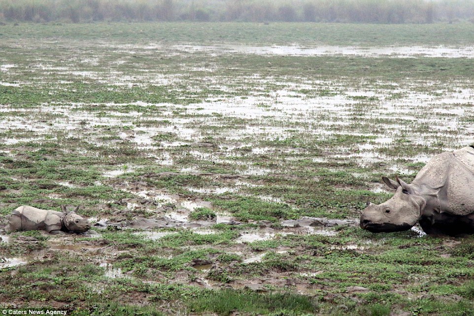 Stuck in the mud! 