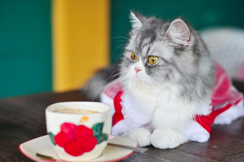 Cat Diarrhea Baby Food Cat Diarrhea Baby Food