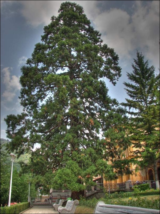 Sequoia-Gigantea