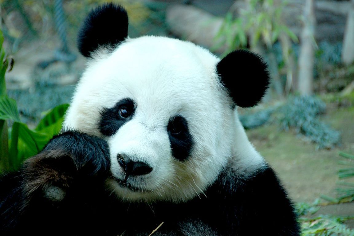 Funny Pictures Gallery: Panda, giant panda, panda free, panda info ...