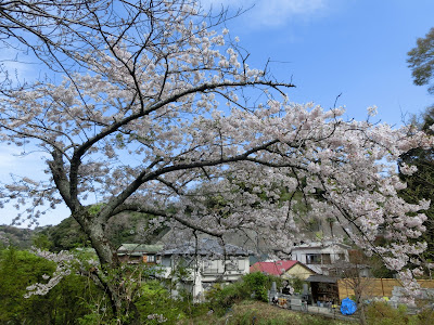成就院の桜