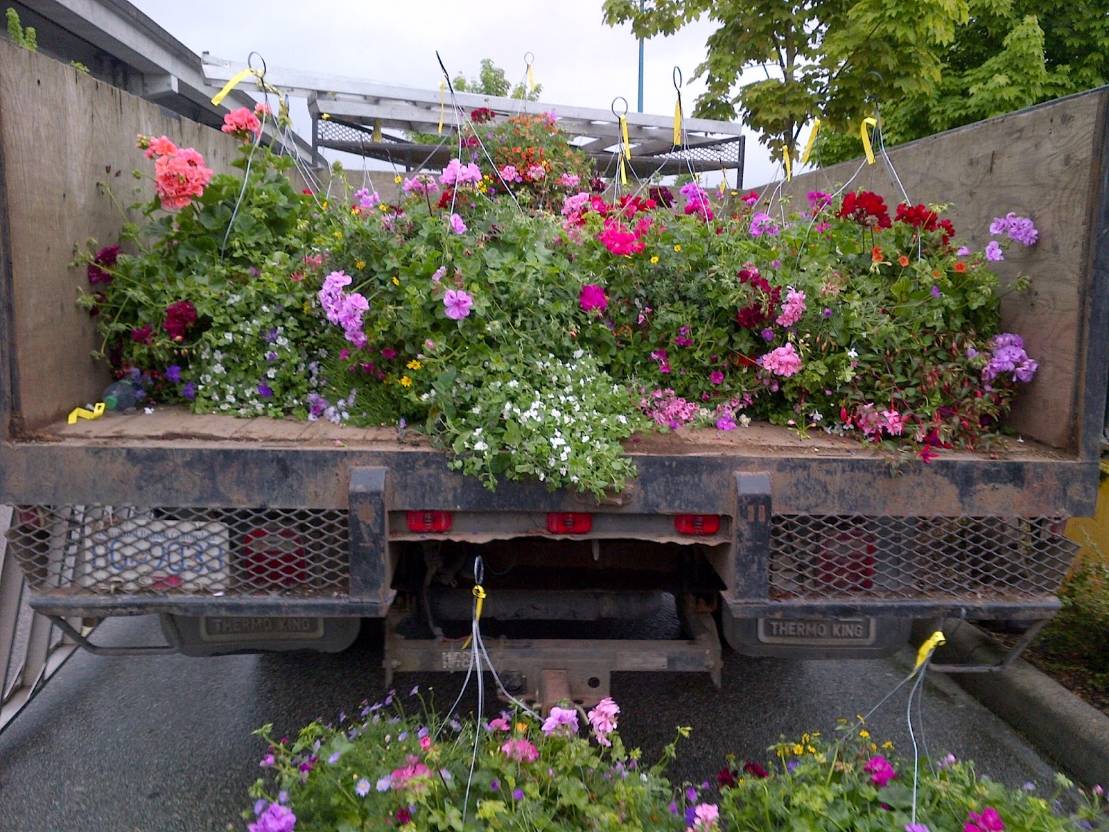 BLOOMERS BLOOM VANCOUVER HANGING BASKETS (604) 818 2819 CALL US. FREE DELIVERY. TAX INCLUDED