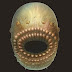 'Saccorhytus', criatura marina en forma de bolsa, nuestro más antiguo ancestro