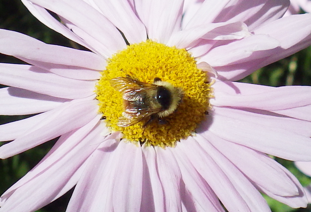 Victory Gardens for Bees Don't Sit on the Bees of Edmonton!