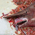 GEMPAR! jerung purba GOBLIN shark! di temui !!