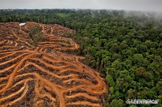 No más incendios forestales en las selvas de Indonesia