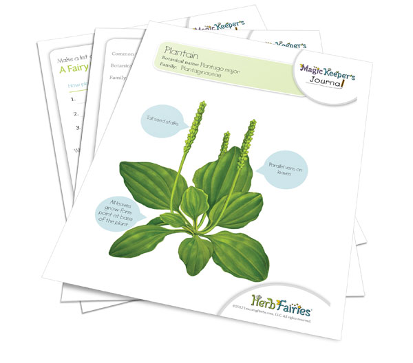 Eccentric Eclectic Woman Herb Fairies is Now Open for Enrollment!