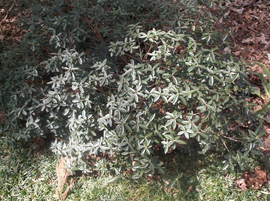 Future Plants by Randy Stewart Daphne