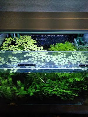 透明塩ビで作成したキャノピー。浮草が観察しやすい。