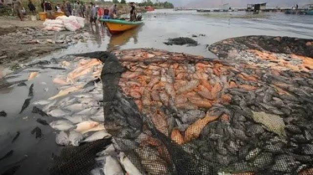 Bukan Karena Mistis! 180 Ton Ikan Tiba-Tiba Mati di Danau Toba, Ternyata Ini Penyebabnya