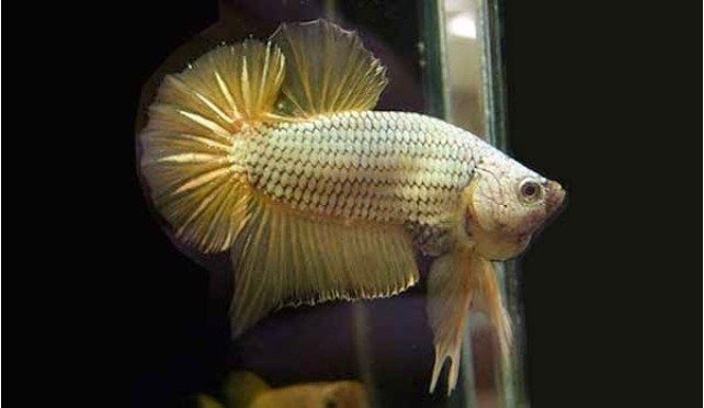 Ini Dia Ciri Fisik Ikan Cupang Adu Gaya Bertarung Slugger Ini Dia Ciri Fisik Ikan Cupang Adu Gaya Bertarung Slugger