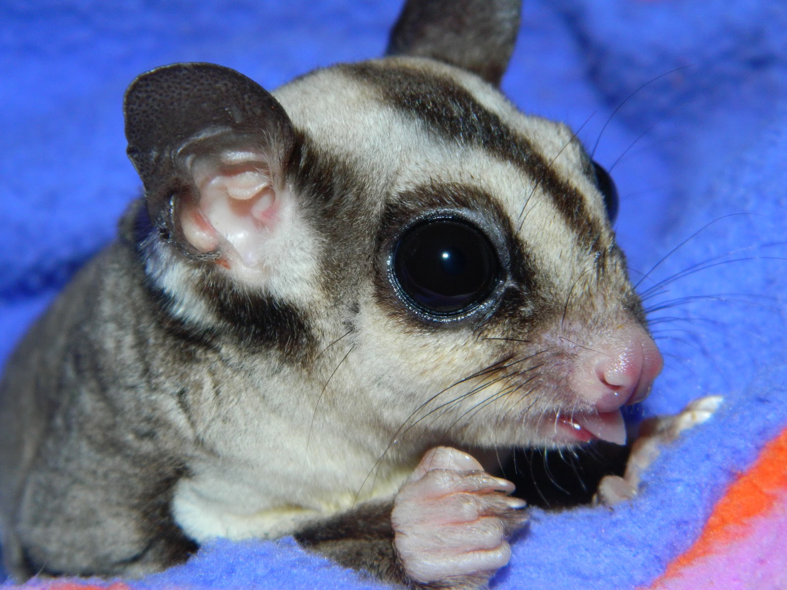 The Compulsive Ramblings Of A Philotherian: Sugar Glider Close-up…