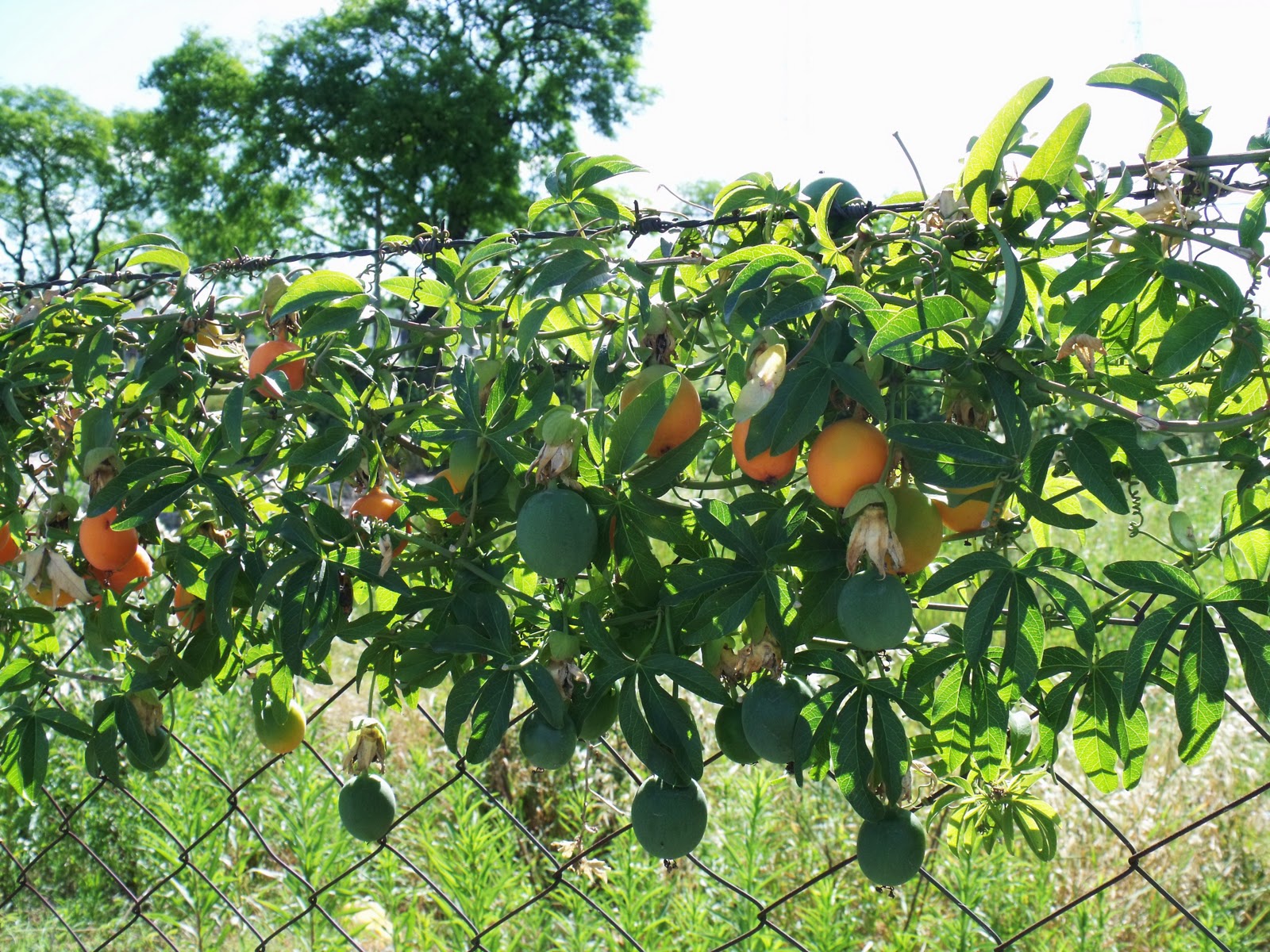 Uruguay y sus curiosidadesUruguay and its curiosities Mburucuya