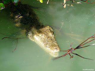 Rio Lagartos : réserve naturelle et flamants roses (Mexique) Crocodile de la réserve naturelle de Rio Lagartos au Mexique