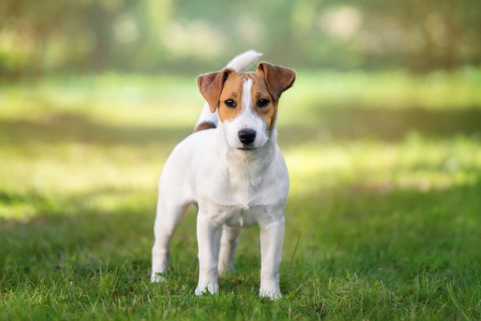 Jack Russell Terrier Características, consejos y salud