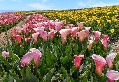 Paling Keren 18 Gambar Bunga Bakung Di Padang Koleksi Bunga Hd