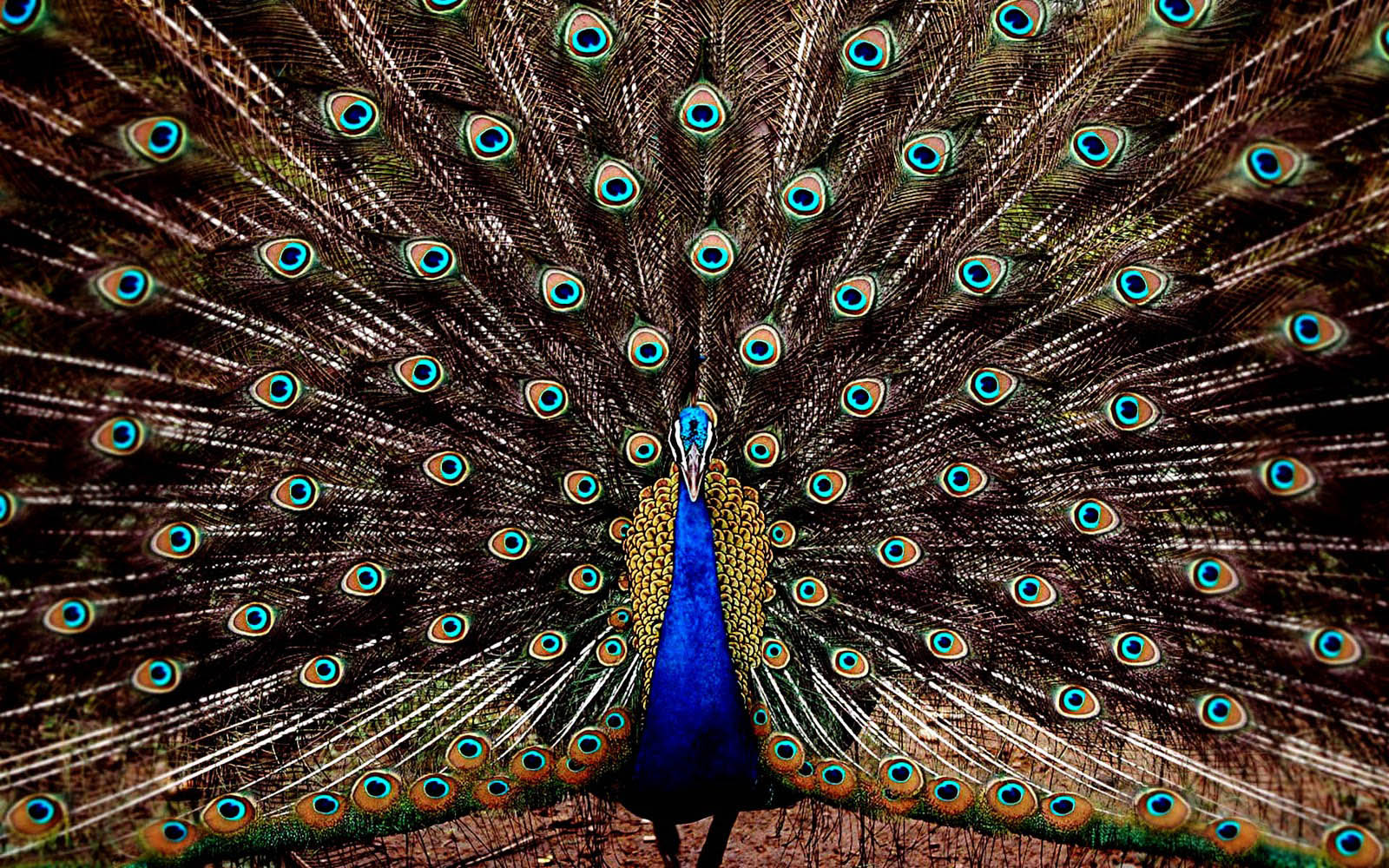 wallpaper: Peacock Wallpapers