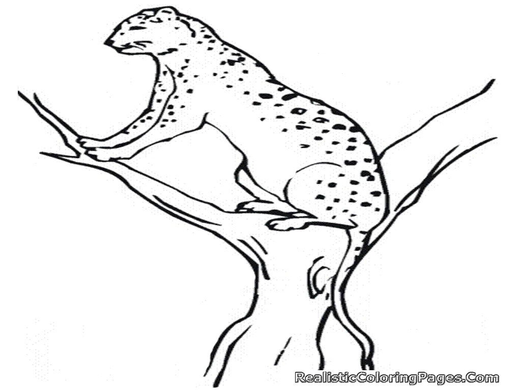 baby cheetah coloring pages - photo #29