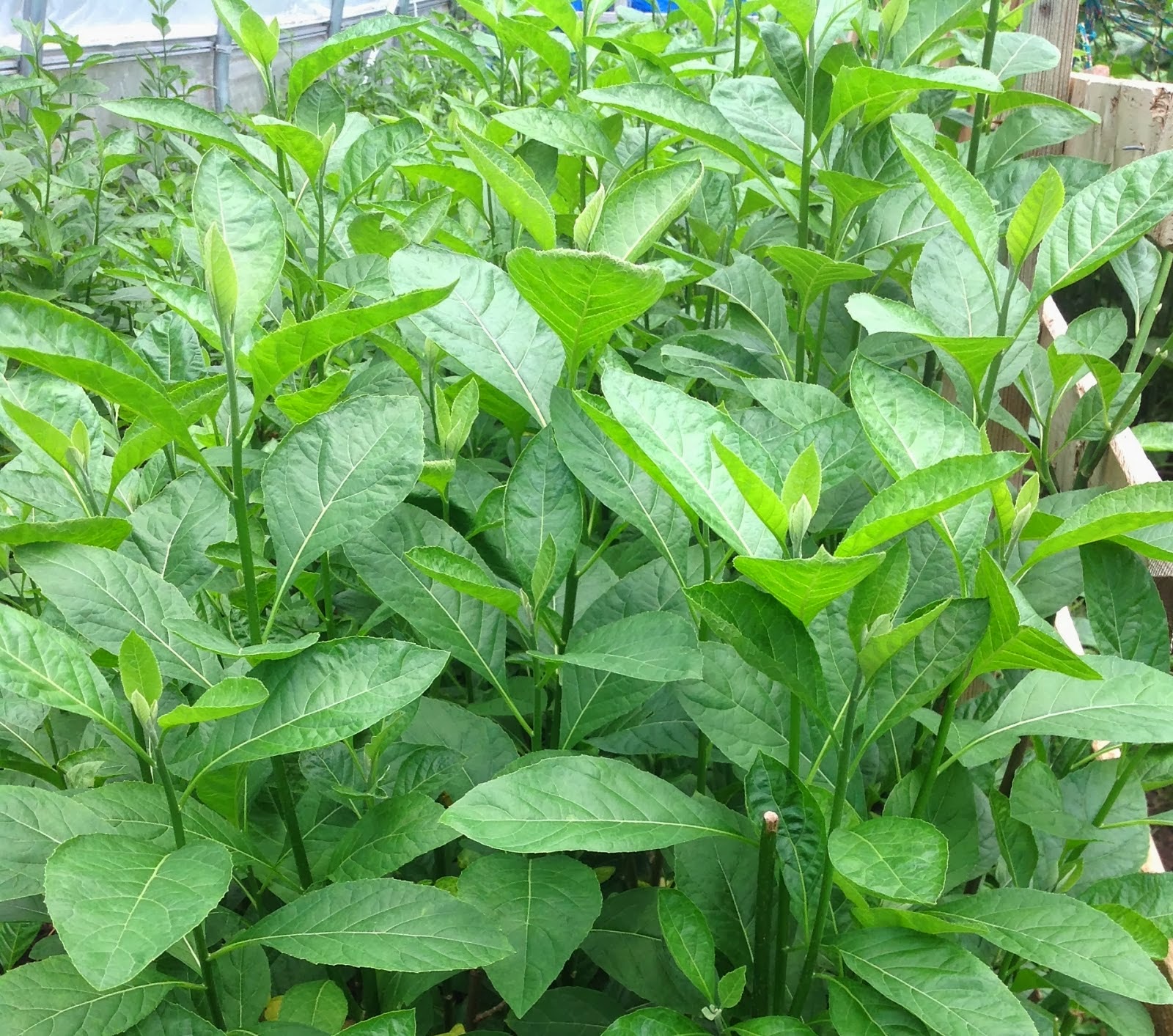 Sketsa Gambar Daun Singkong Garlerisket