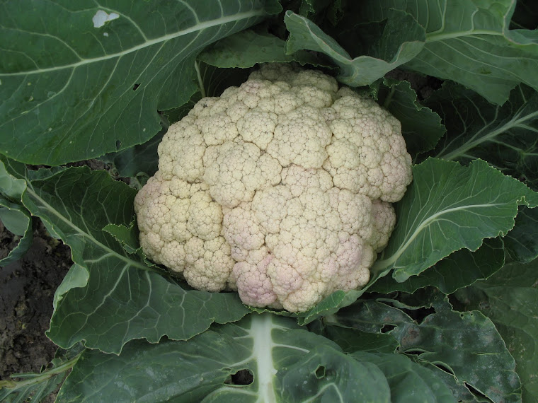 Cauliflower Up Close