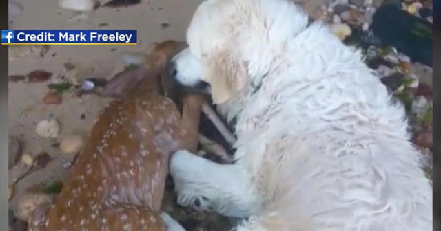 rescues fawn white wolf brave golden retriever rescues fawn from drowning rescues fawn white wolf brave golden retriever rescues fawn from drowning