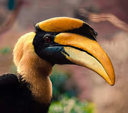 Great hornbill photos