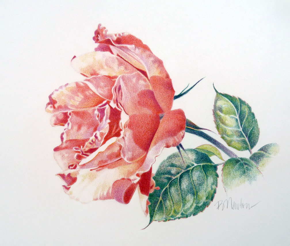 Barbara Newton Art Journal: the rose