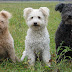 Pumi dog thumbnail