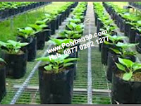 Jual Polybag Harga Murah Kualitas Terjamin