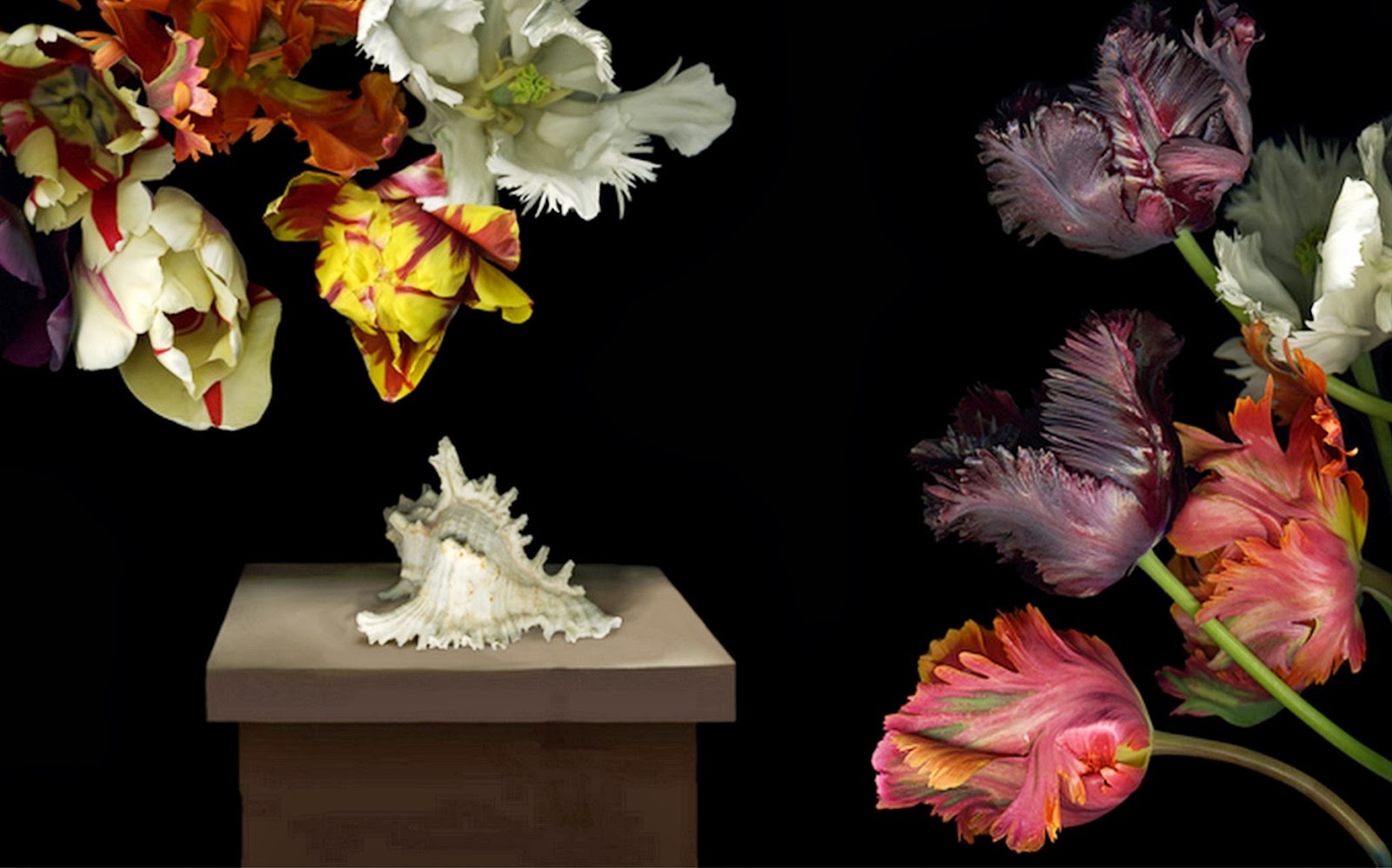 Arte y Actividad Cultural Increibles Fotos de Flores, Naturalezas Muertas.