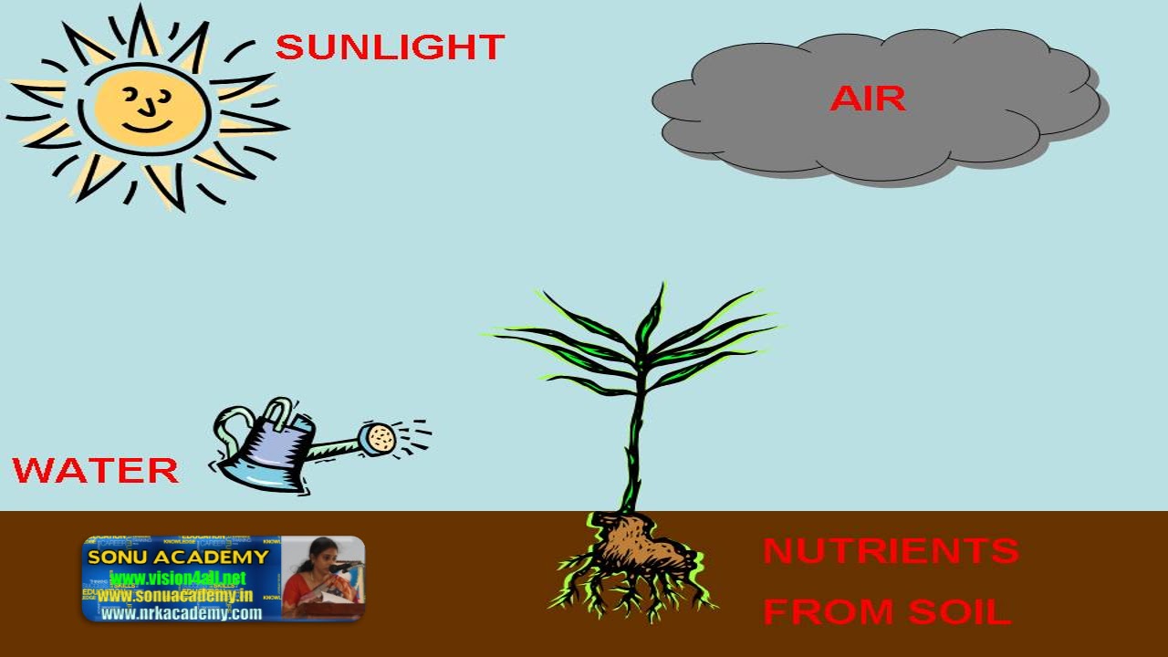 SONU ACADEMY SEED GERMINATION