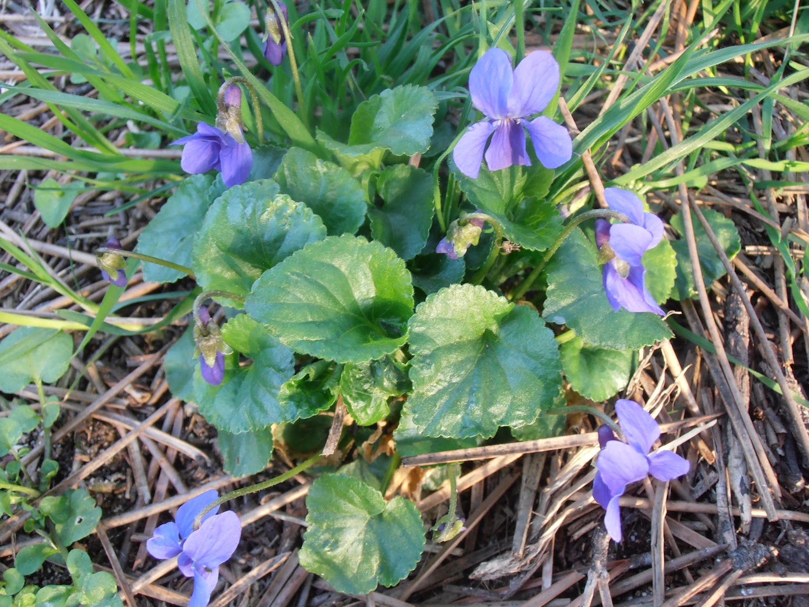 VIOLETA: Viola odorata | Plantas rioMoros