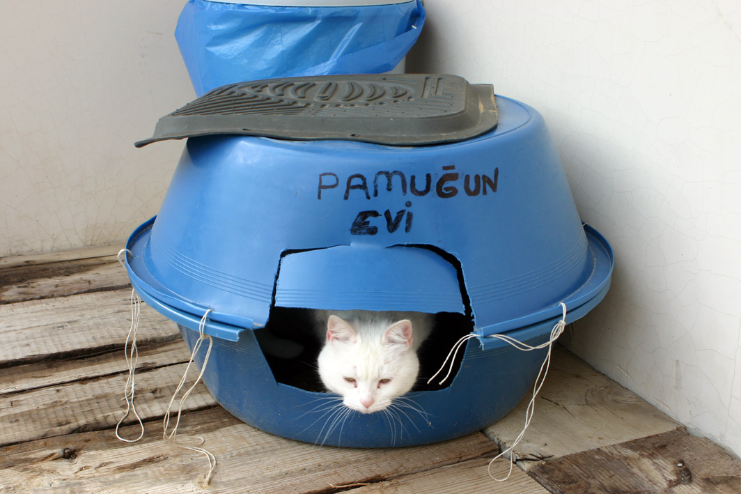Tarih Fotoğrafları