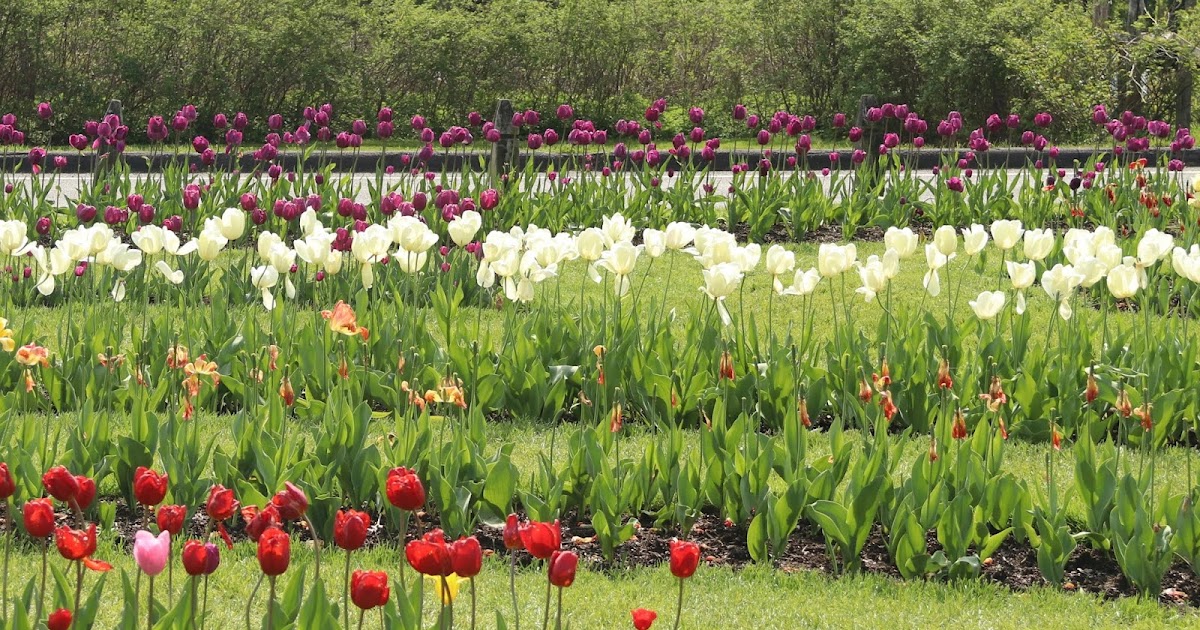 Southwest Daily Images Tulips at Elizabeth Park