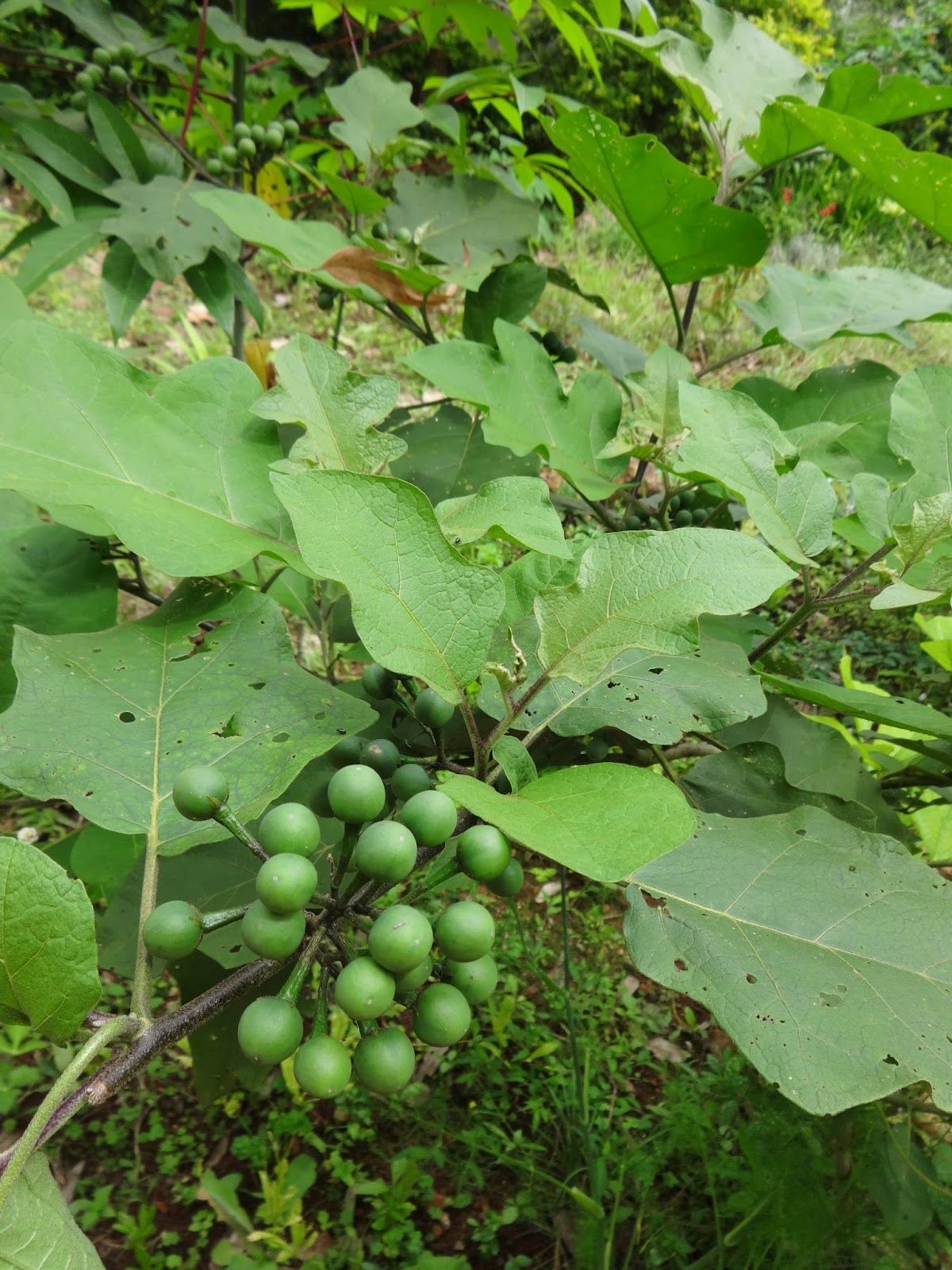 Thornless Solanum torvum Turkey berry Pea Eggplant 300 Seeds Vegetable & Herb 