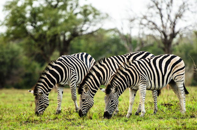 Fakta-Fakta Zebra yang Mengagumkan dan Foto-Foto Zebra
