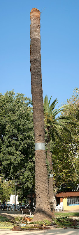 Tronco de palmera en el Parque del Retiro (Jerez)