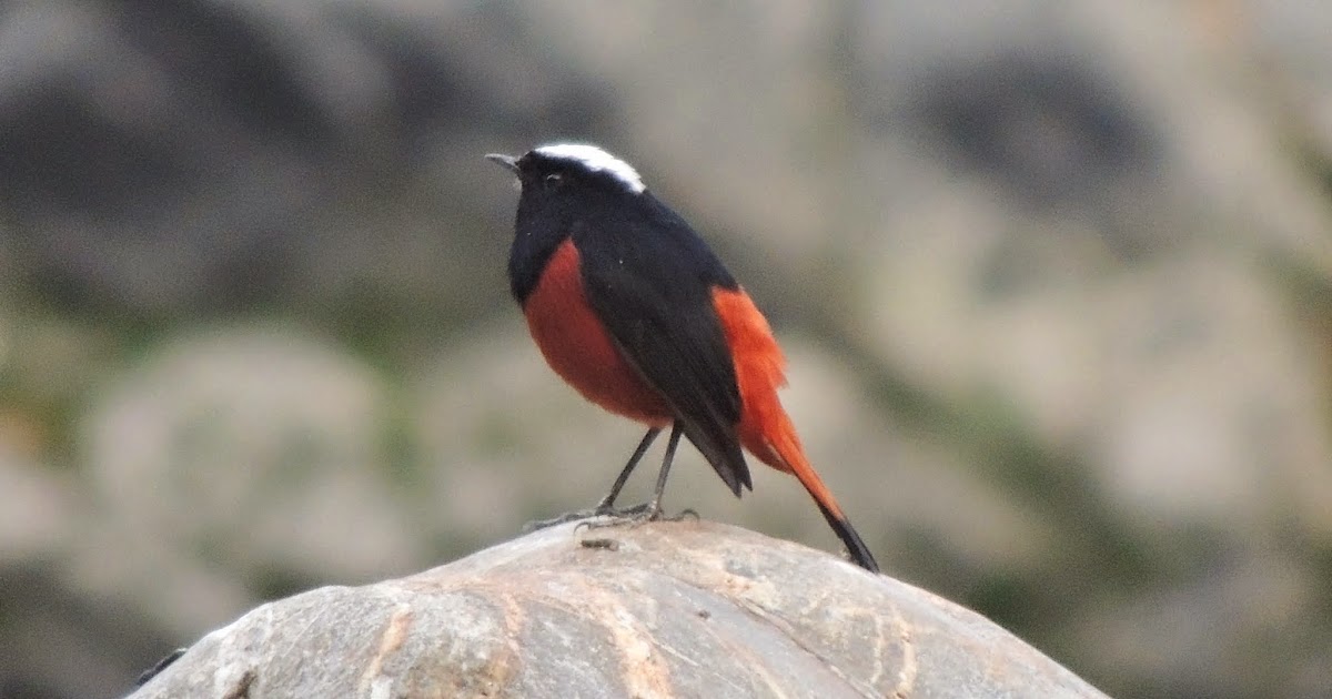 Some Unexpected Birding in West Sikkim