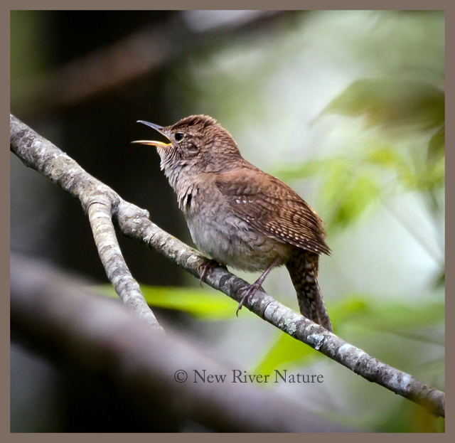 a little piece of me house wren sings a little piece of me house wren sings