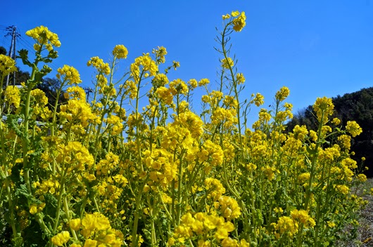 field mustard