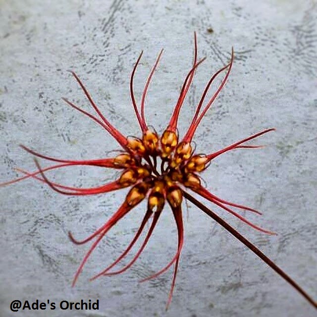 Ade's Orchid: Bulbophyllum gracillimum