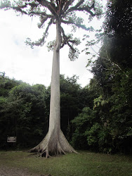 The sacred ceiba tree of the Mayan people